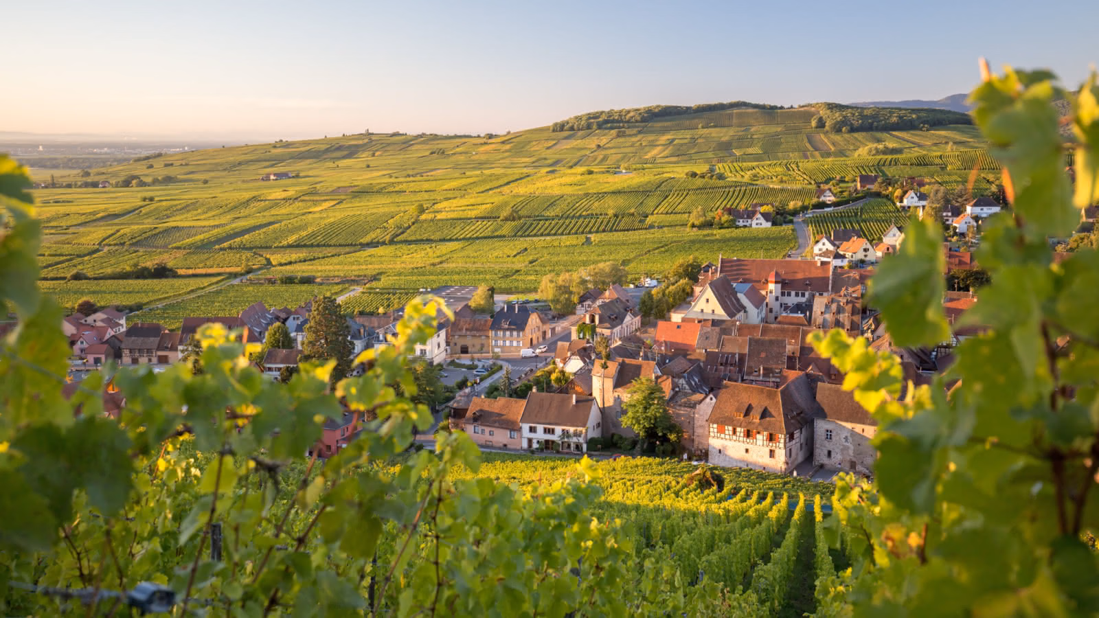 CURVES WKND 2027, Alsace and the Vosges to Ottrott, 8/14